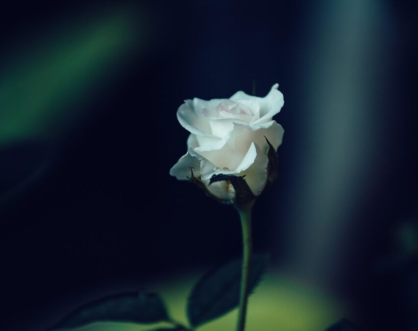 The Eternal Gift of Love: Finding Beauty Amidst Loss
