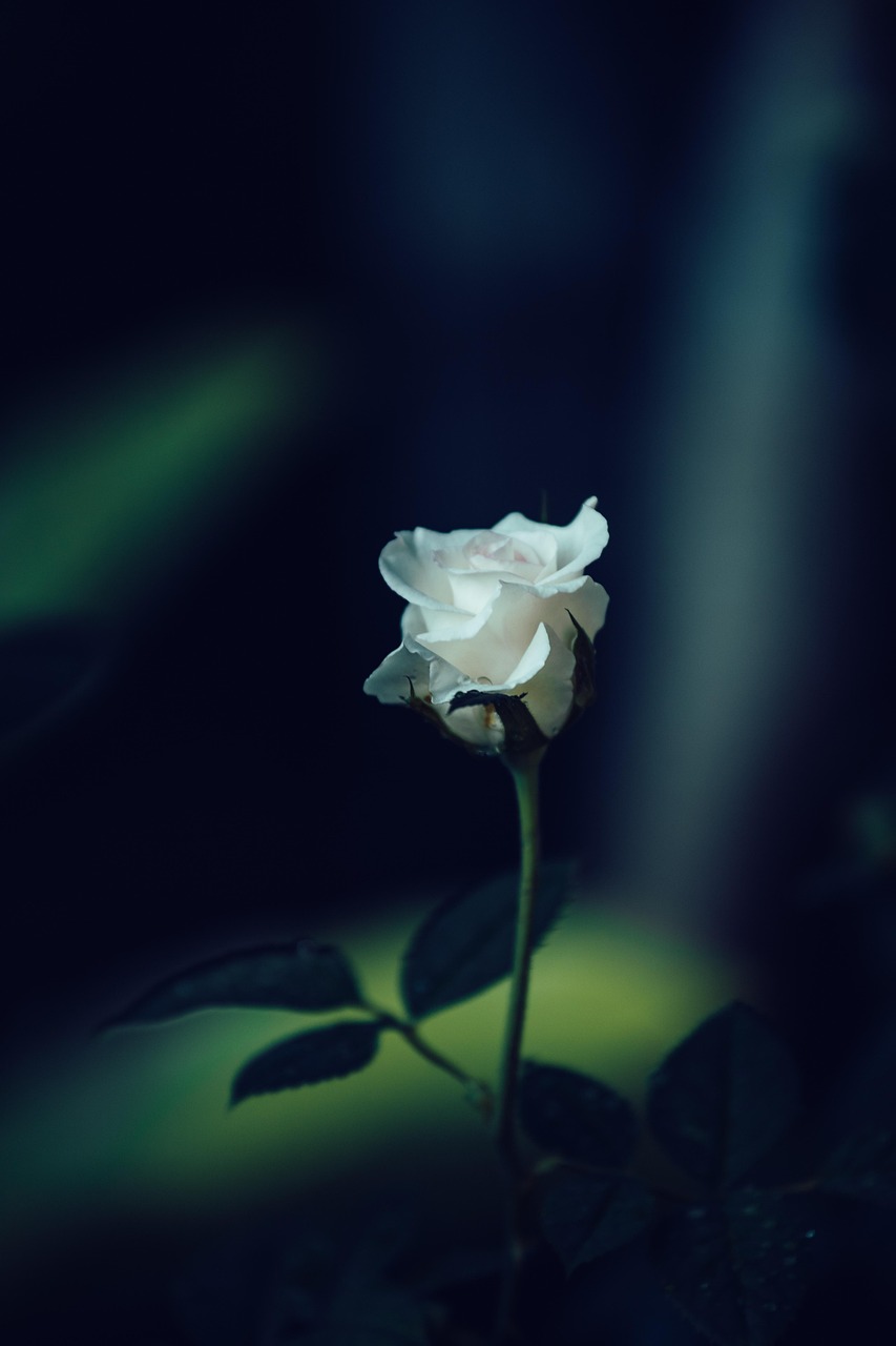 white rose