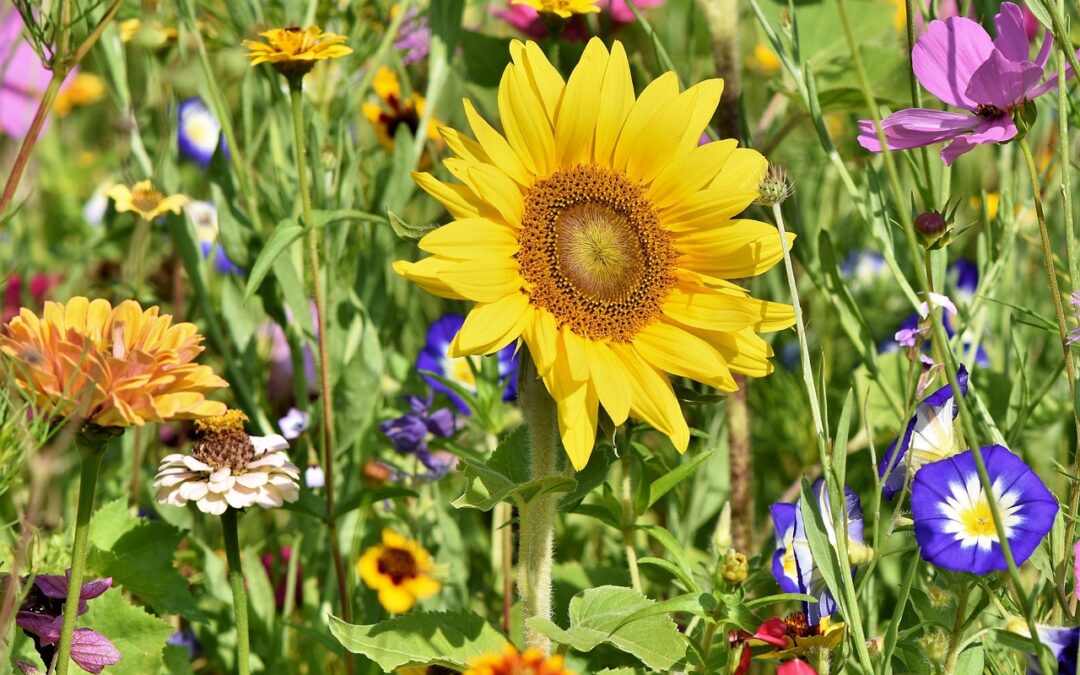 Blooming Memories: Planting a Garden to Honor a Loved One’s Memory