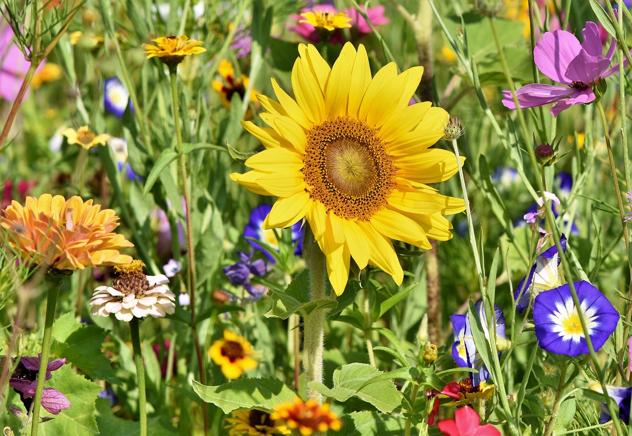 flowers