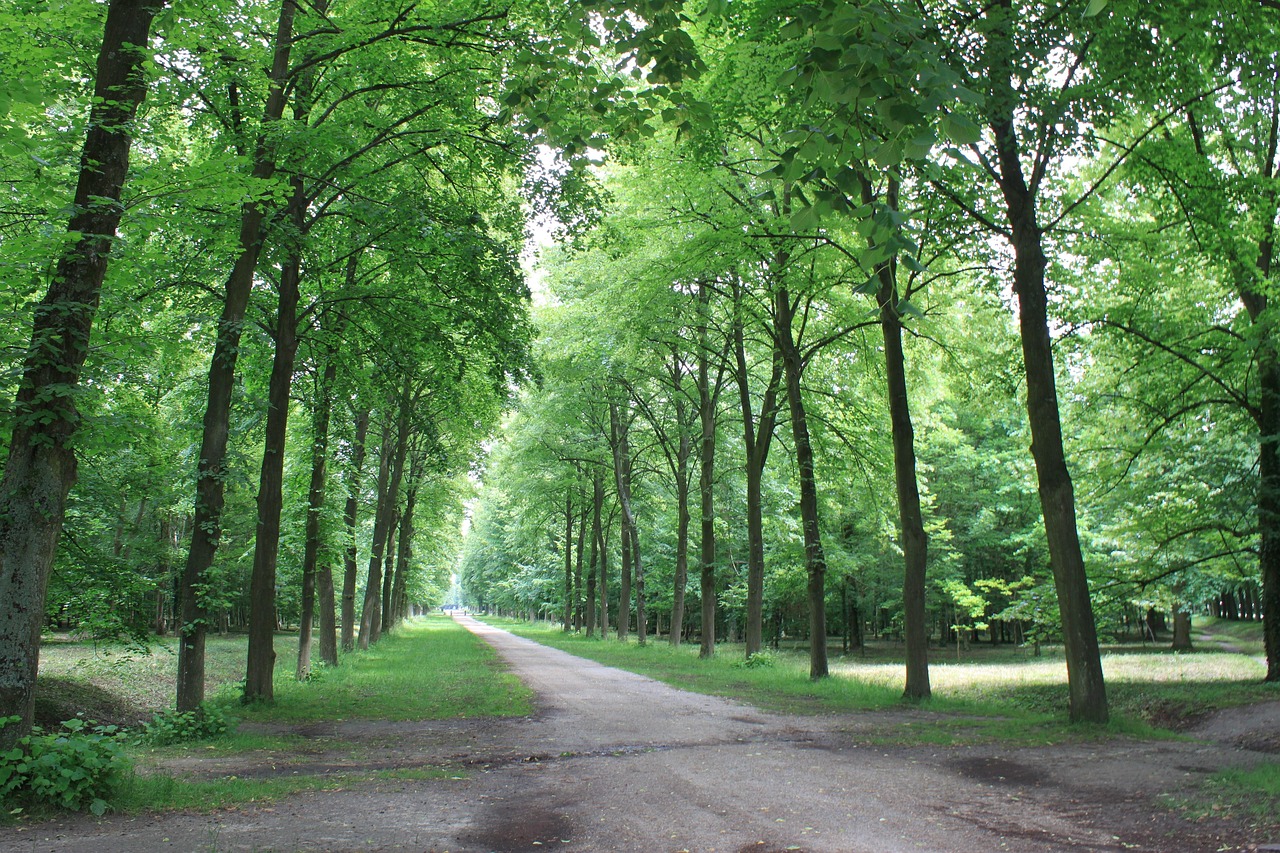 tall-3313478_1280 trees